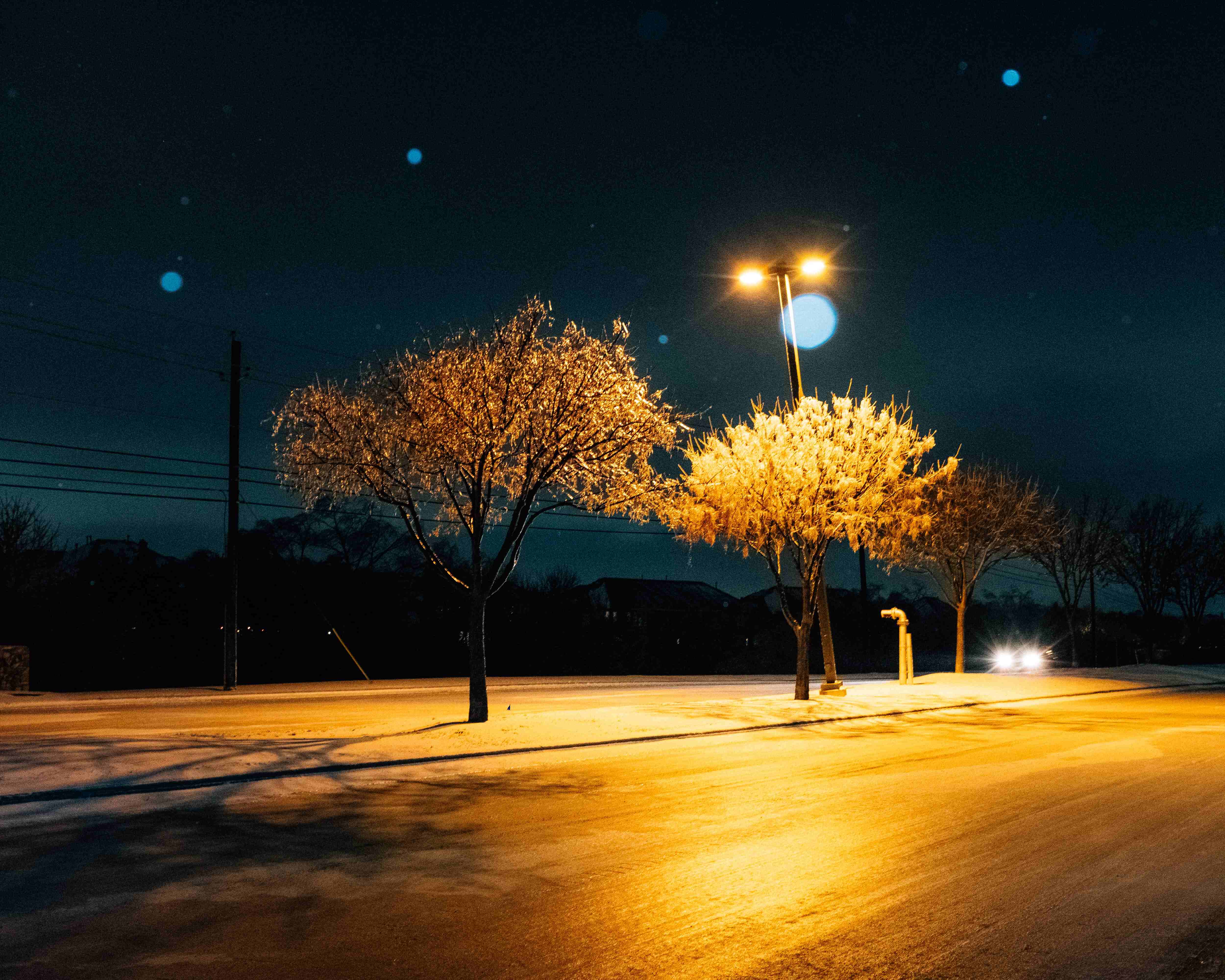 Snow Trees